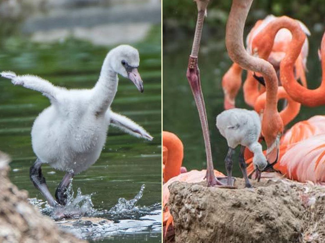Flamingos im Zoo Heidelberg