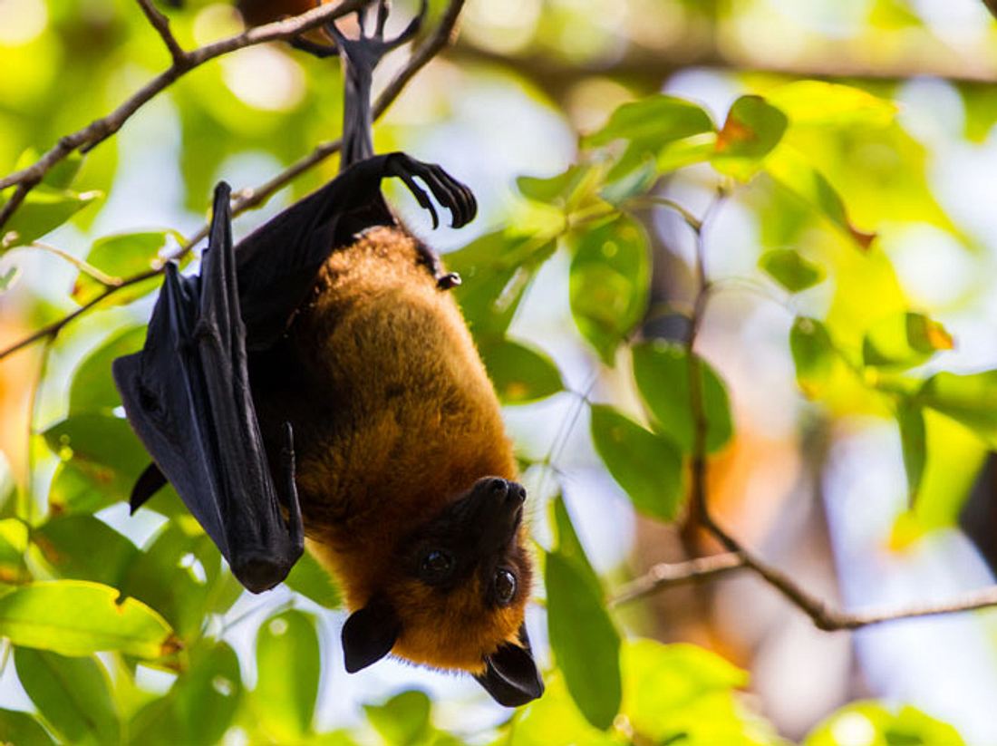 Fürsorgliche Retterin päppelt Fledermäuse und Flughunde auf