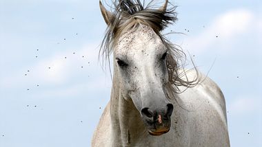 Fliegenspray Pferd - Foto: iStock/markusloew