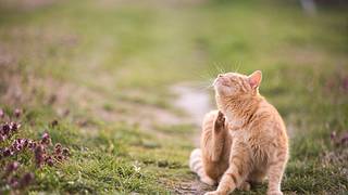 Katze kratzt sich - Foto: iStock/freemixer