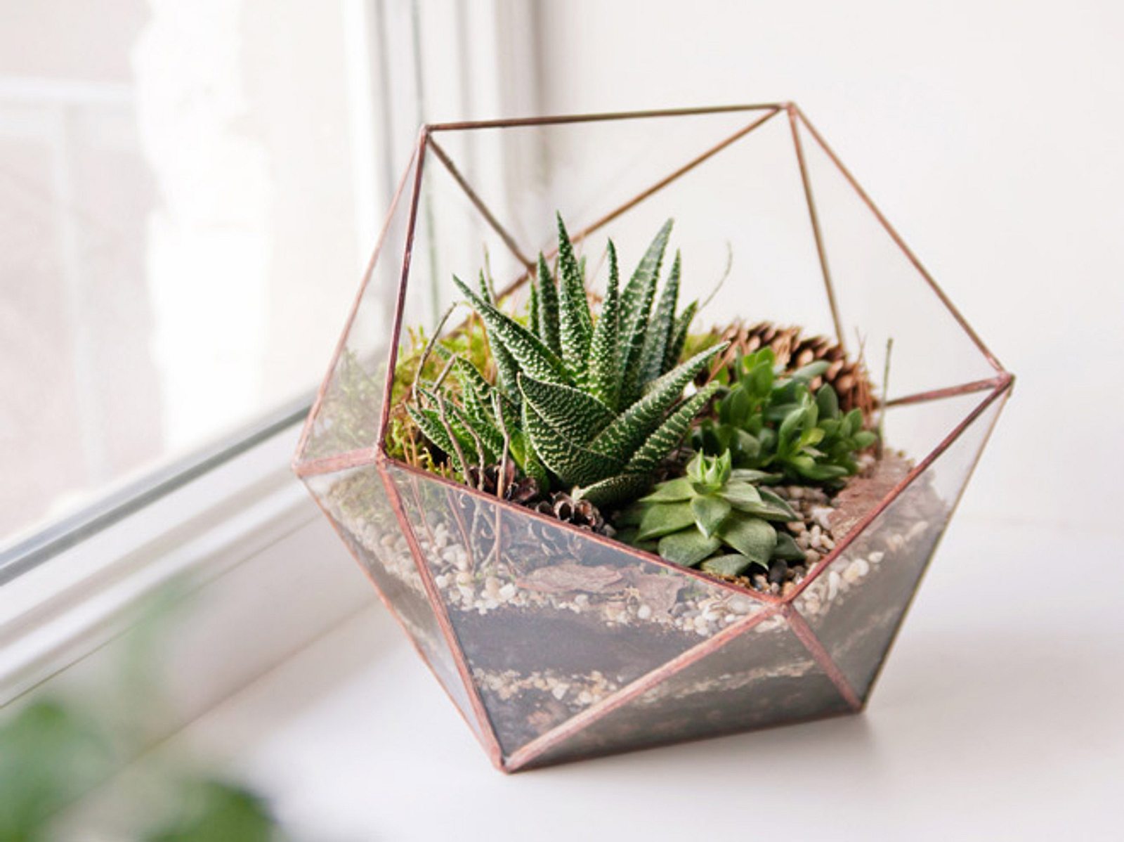 Florarium So gestalten Sie Ihr PflanzenTerrarium Liebenswert Magazin