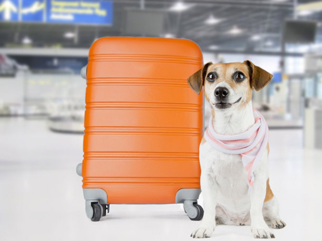 Hund am Flughafen