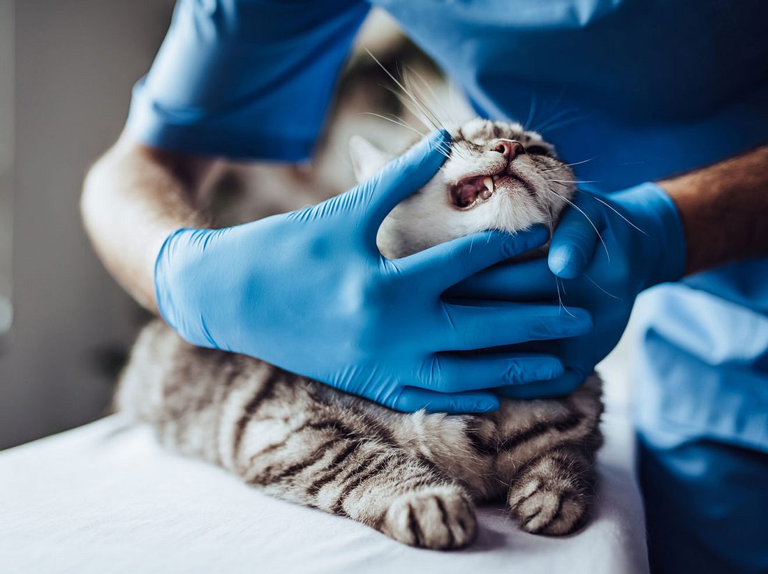 Ein Tierarzt untersucht die Zähne einer grau getigerten Katze