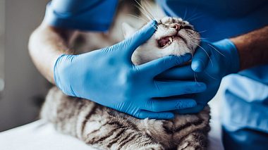 Ein Tierarzt untersucht die Zähne einer grau getigerten Katze - Foto: vasyl_dolmatov / iStock