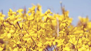 Forsythien für den Frühling pflanzen und nach der Blüte schneiden.  - Foto: Artush/ iStock