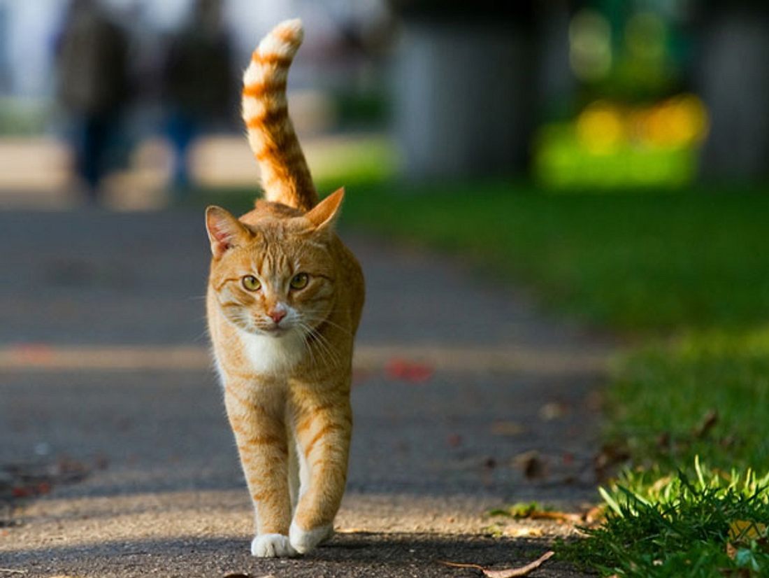 Freigänger: Katze sicher nach draußen lassen Freigänger: Katze sicher nach draußen lassen