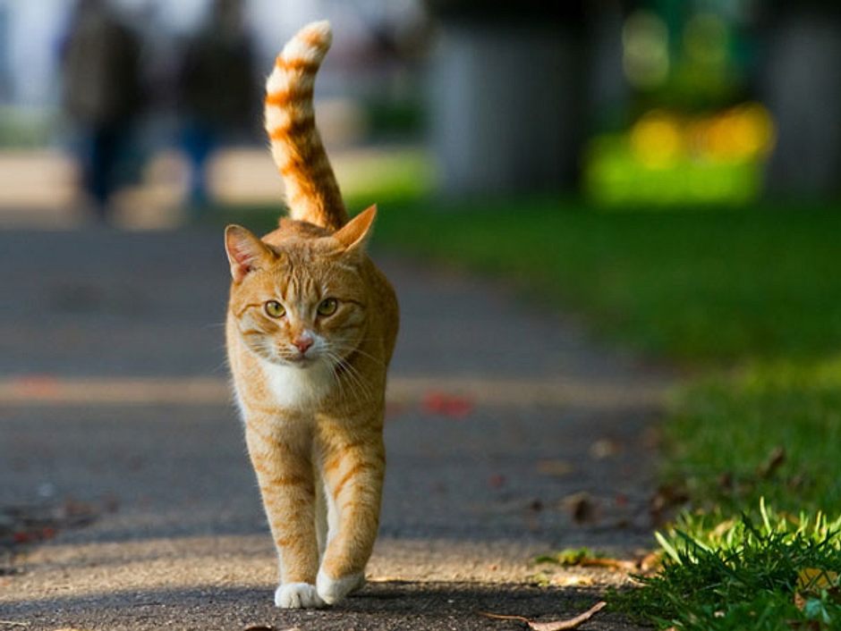 Freigänger: Katze sicher nach draußen lassen | Liebenswert Magazin