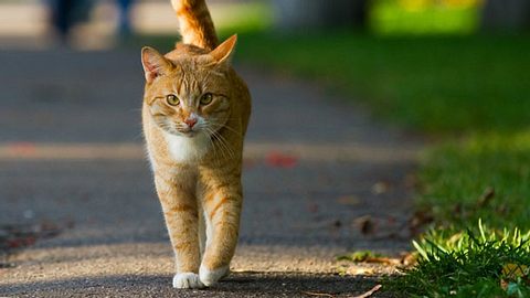 Freigänger: Katze sicher nach draußen lassen - Foto: dontsov / iStock