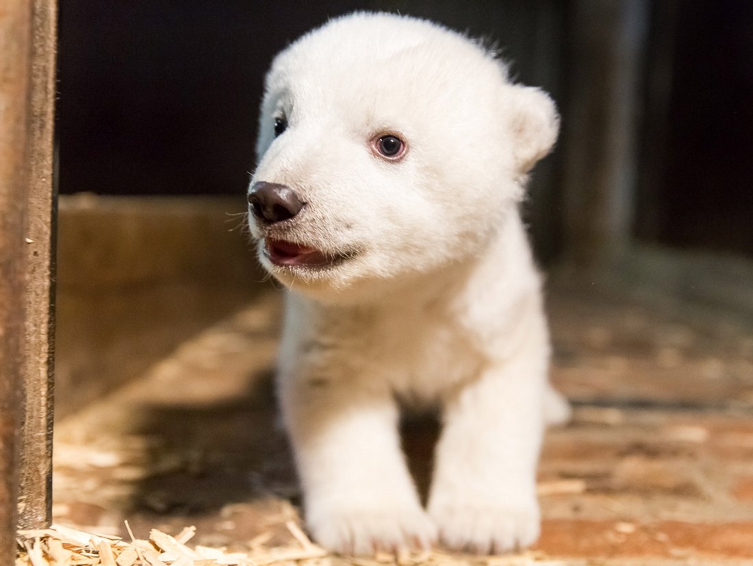 Große Sorge um Eisbärenbaby Fritz Große Sorge um Eisbärenbaby Fritz
