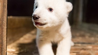Große Sorge um Eisbärenbaby Fritz - Foto: Tierpark Berlin