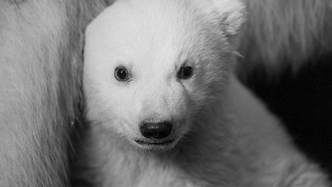 Eisbärbaby Fritz ist leider verstorben.  - Foto: Zoo/Tierpark Berlin