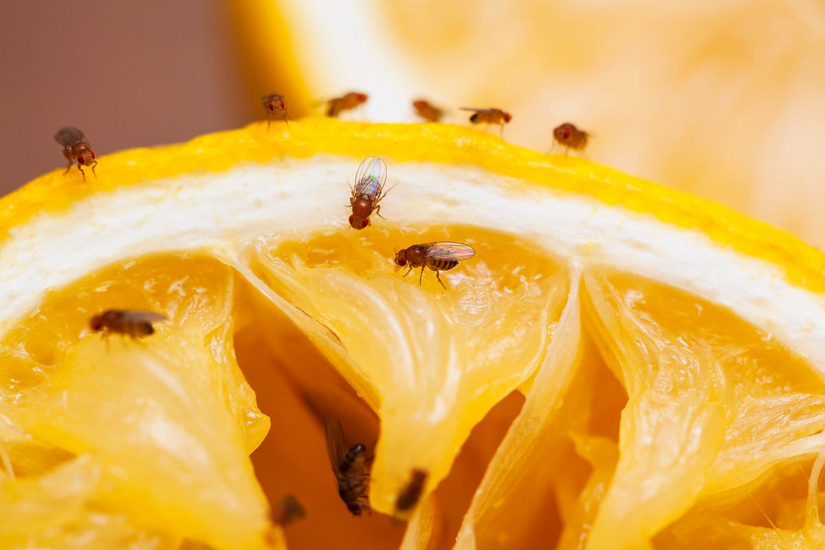 Fruchtfliegen krabbeln gern auf Obst herum