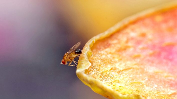 Knoblauch gegen dickmaulrüssler