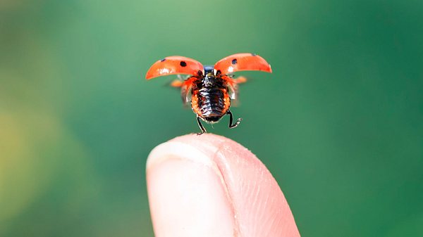 Fünf große Glücks-Diebe - Foto: Nataba / iStock