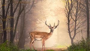 Wenn wir unser Krafttier gefunden haben, kann uns dieses den richtigen Weg im Leben weisen. - Foto: Smileus / iStock