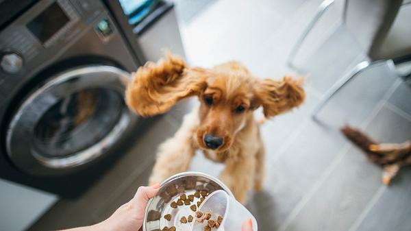 Hundefutter aufbewahren in Futtertonne für Hunde - Foto: iStock/ SolStock