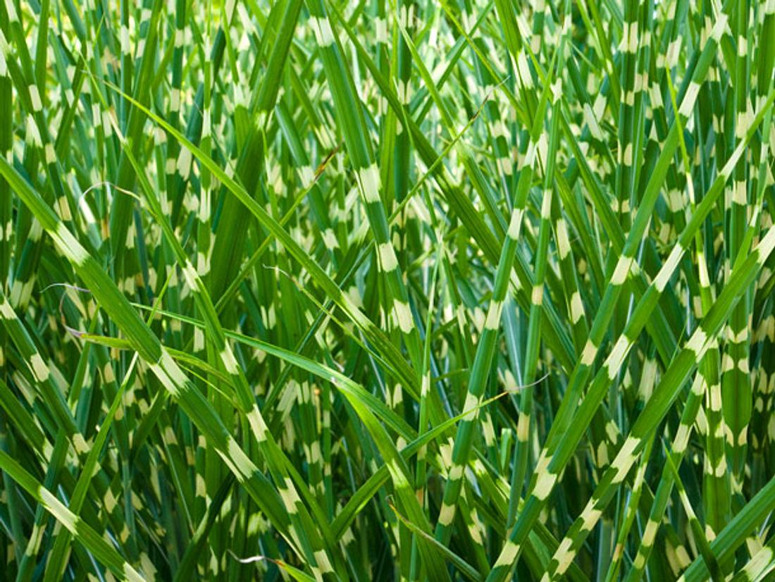 Zebragras setzt sich optisch schön von anderen Pflanzen ab. Zebragras gehört zu den schönsten Ziergräsern, weil es herrliche Kontraste im Garten setzt.