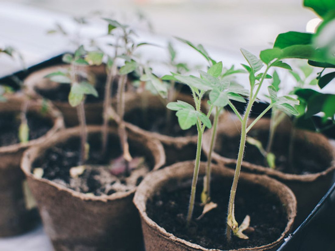 Im Haus angezüchtete Gemüsesorten wie Tomaten und Paprika dürfen nun raus. Gartenplaner Setzlinge ins Freie