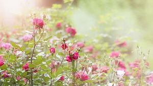 Was Ihre Geburtsblume verrät? - Foto: nkbimages/ iStock