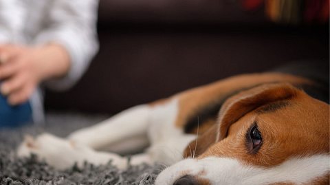 Die gefährliche Hundekrankheit ist bislang noch wenig erforscht. - Foto: Alexander Medvedev / iStock