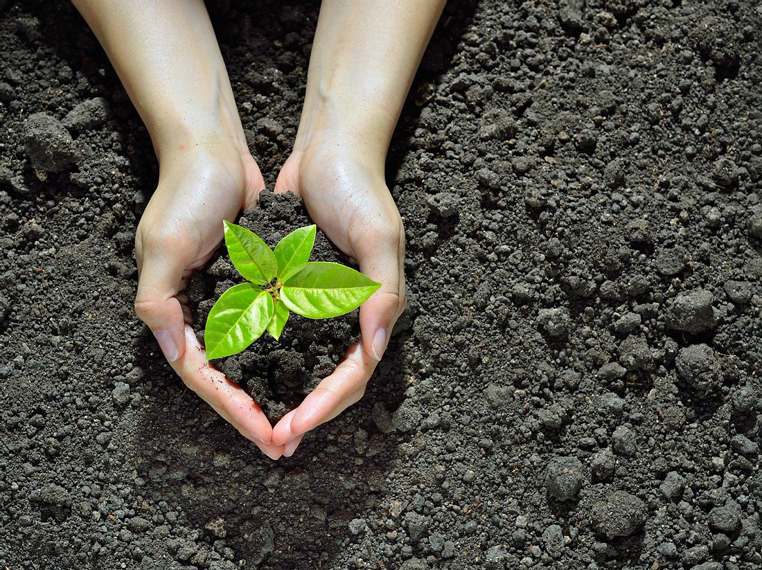 Gemmotherapie: Die Kraft der Knospen. Gemmotherapie: Die Kraft der Knospen.