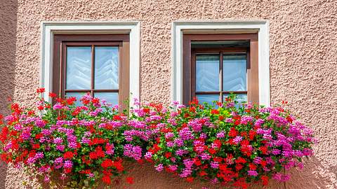 Üppig blühen Geranien in Balkonkästen. - Foto: iStock /eli_asenova