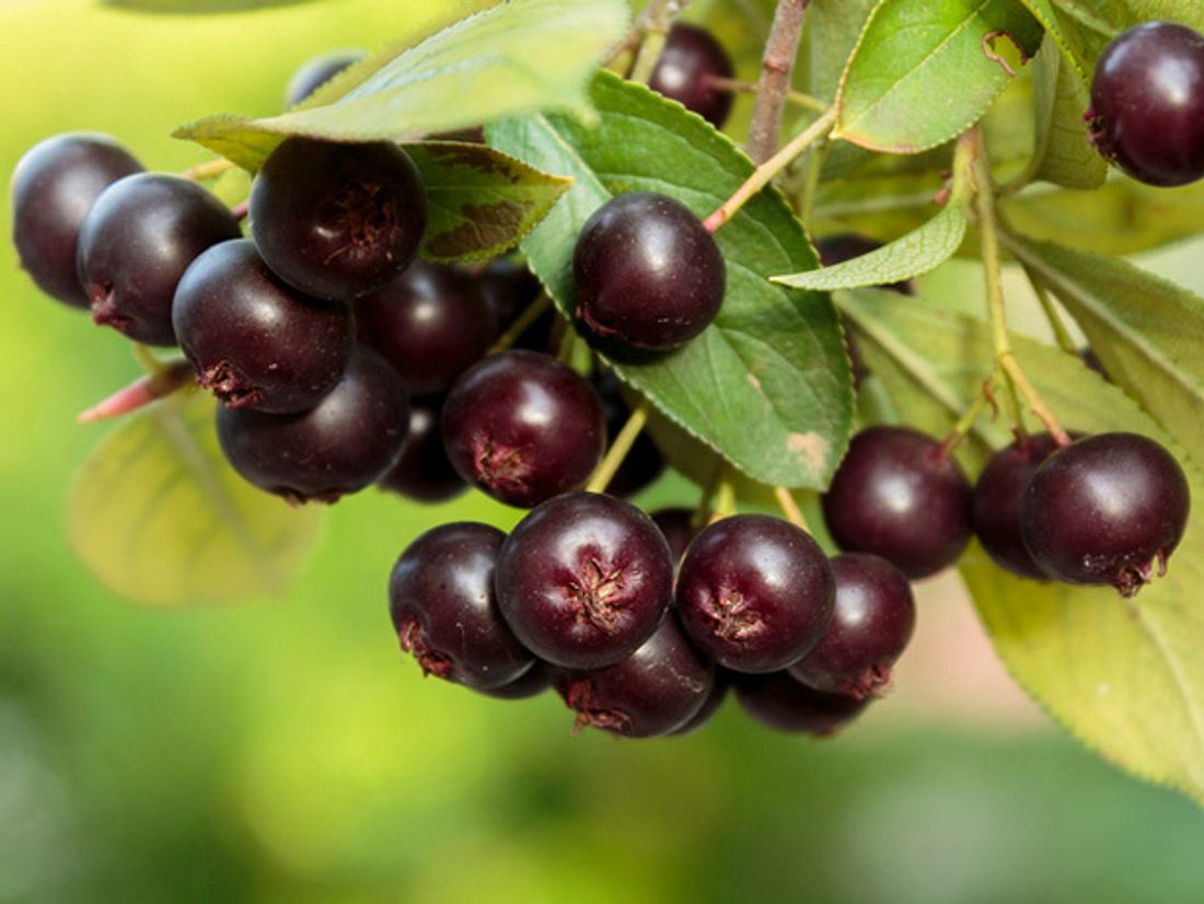 Ursprünglich stammen Aronia-Beeren aus Kanada. Exotische Beeren – So gesund sind sie