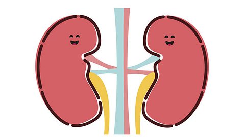 Um Ihre Nieren fit zu halten, sollten Sie einige Dinge beachten. - Foto: Nauma / iStock