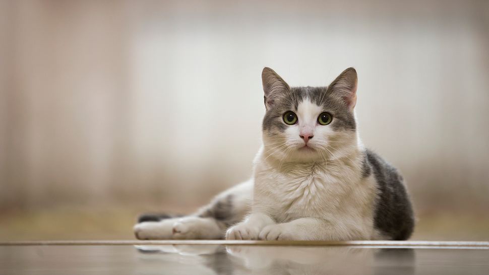 Giardien sind eine der häufigsten Katzenkrankheiten - Foto: iStock/Bilanol