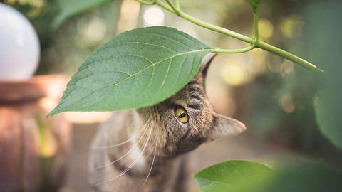 Eine neugierige Katze riecht an einem Pflanzenblatt. - Foto: Nils Jacobi / iStock