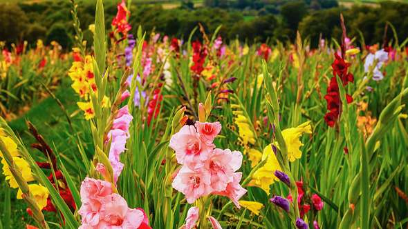 Bunte Gladiolen in einem großen Beet - Foto: iStock / Matthias Lindner