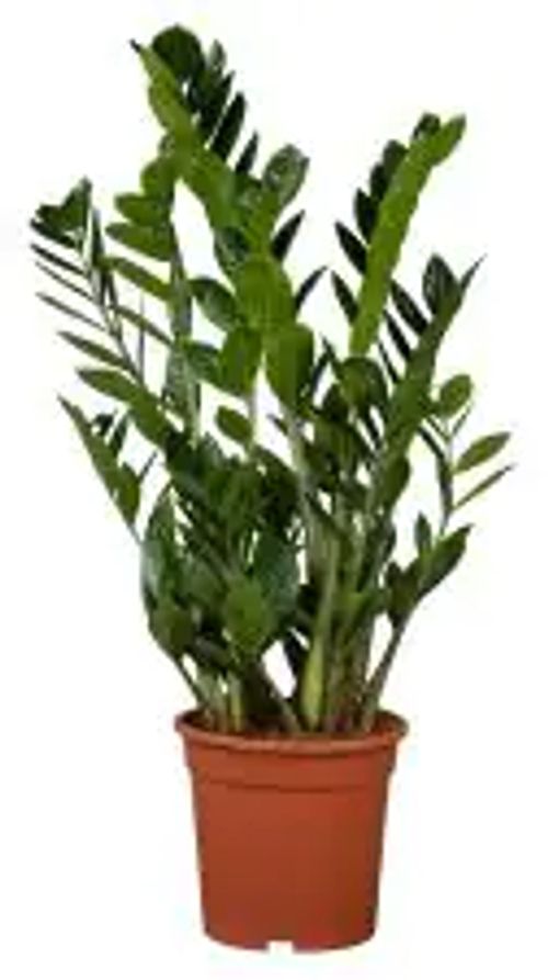 Glücksfeder Zamioculcas zamiifolia H ca. 70 cm