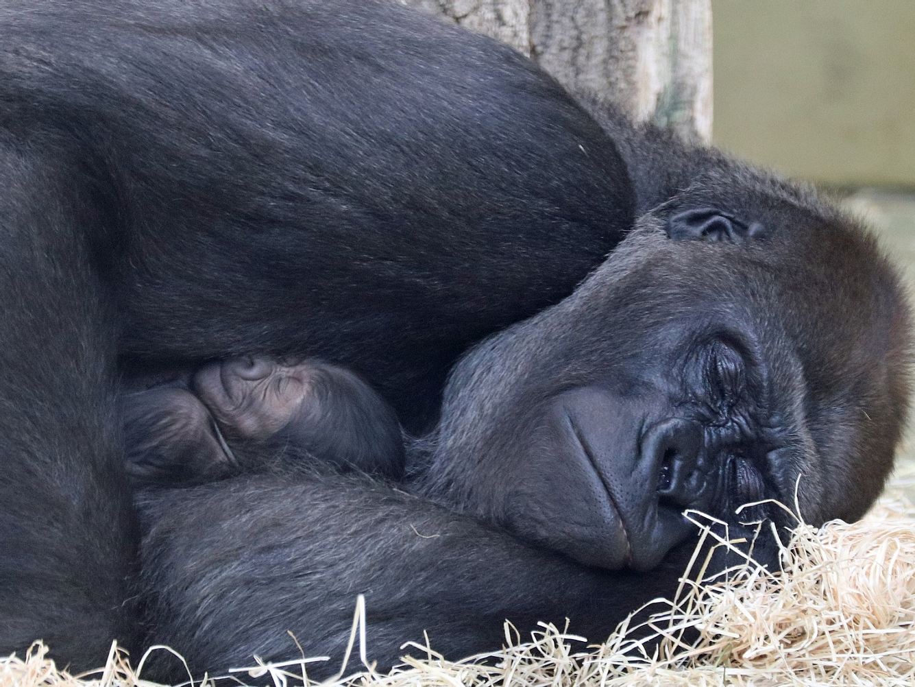 Nachwuchs bei den Gorillas im Zoo Berlin