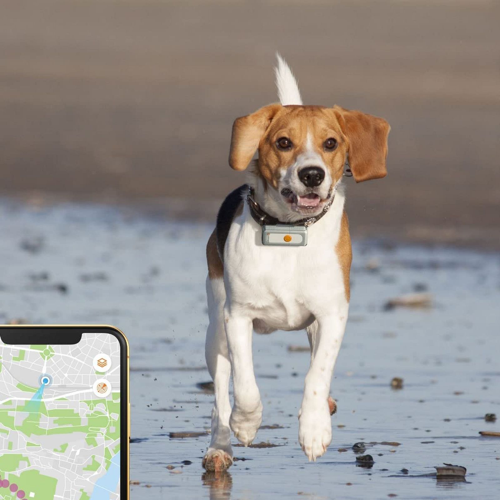 GPS-Tracker Hund: Mit diesen Geräten Sie sicher Liebenswert Magazin