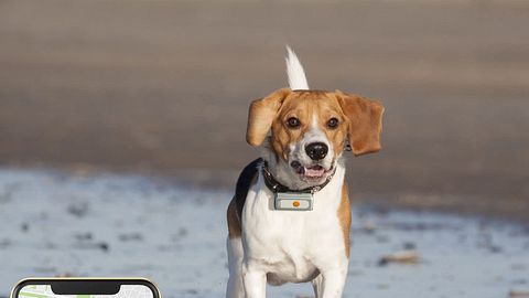 GPS Tracker Hund - Foto: Weenect