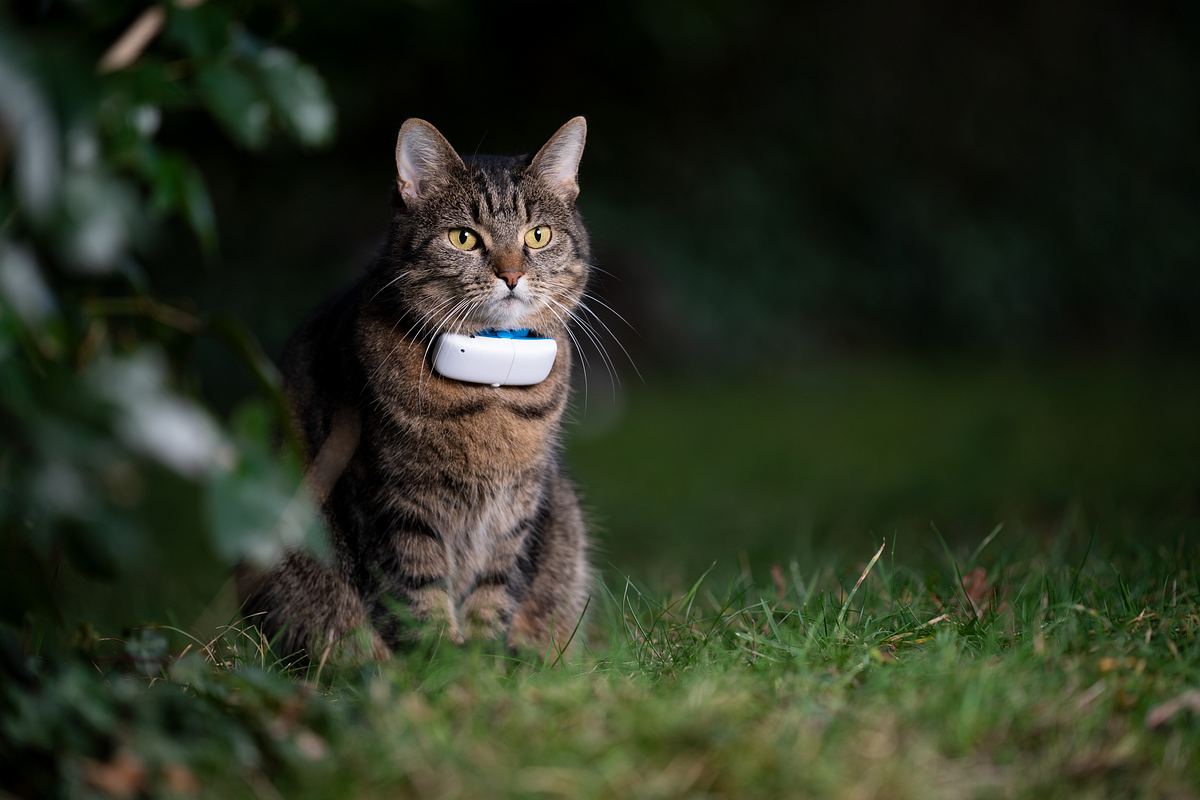 Haustier trägt GPS Tracker für Katzen.