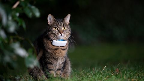 Haustier trägt GPS Tracker für Katzen. - Foto: iStock/ Nils Jacobi