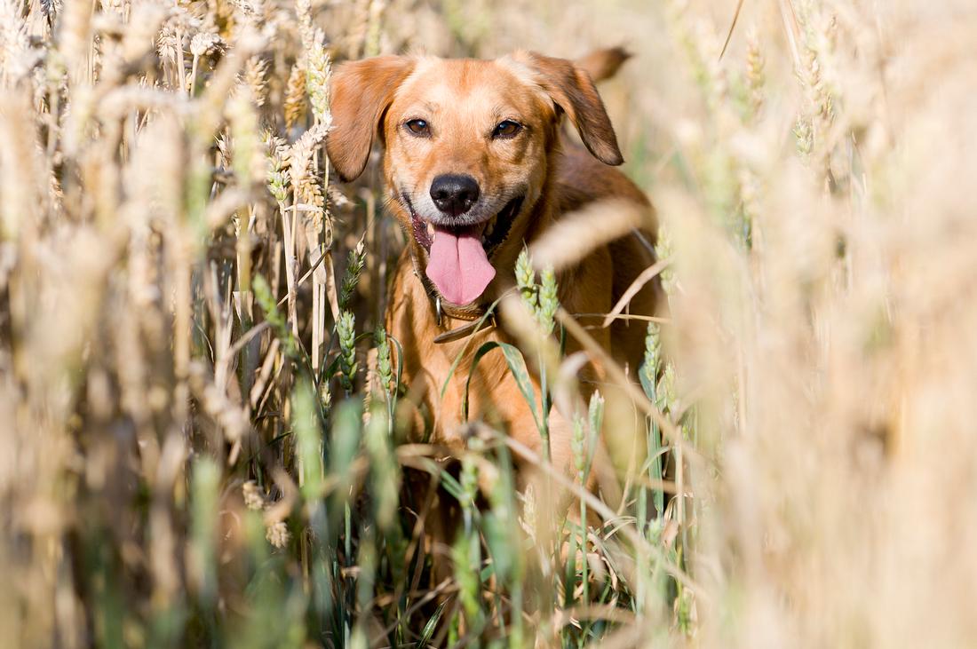 Beim Spielen im Getreide können sich Hunde gefährliche Grannen einfangen. Ein heller Golden Retriever läuft durchs Getreidefeld.