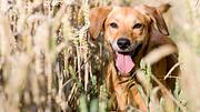 Ein heller Golden Retriever läuft durchs Getreidefeld. - Foto: iStock / dageldog