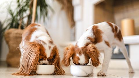 Grünlippmuschel Hund - Foto: iStock/ Su Arslanoglu 