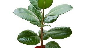 So pflegen Sie Ihren Ficus richtig