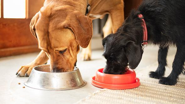 Zwei Hunde fressen aus Näpfen. - Foto: NickyLloyd / iStock