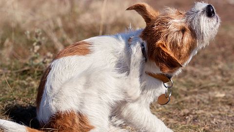 Haarlinge beim Hund - Foto: Wavetop / iStock