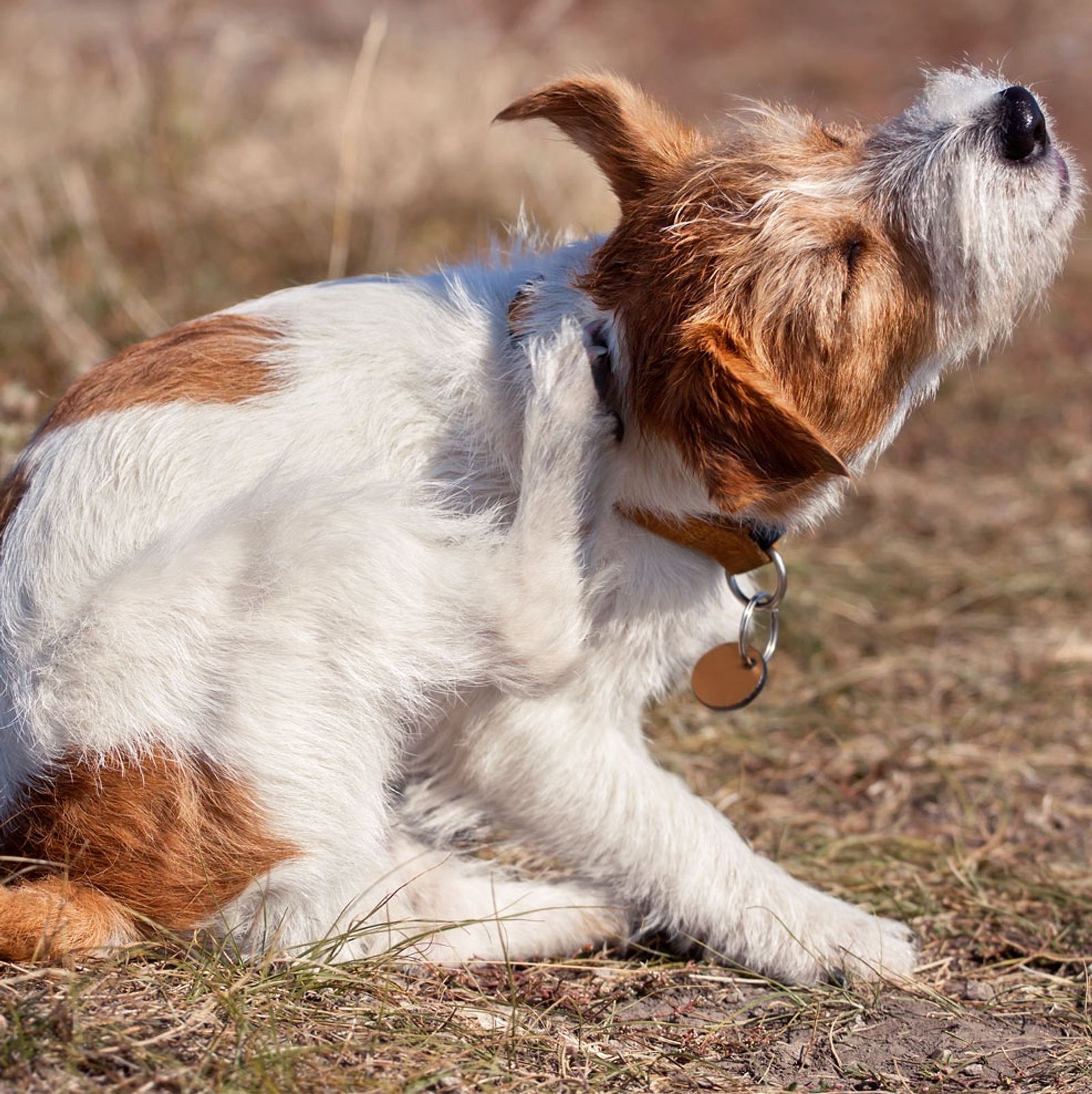 Markt Gewähren alt warum kratzen hunde ihr bett Eigentum Brieffreund Abteilung