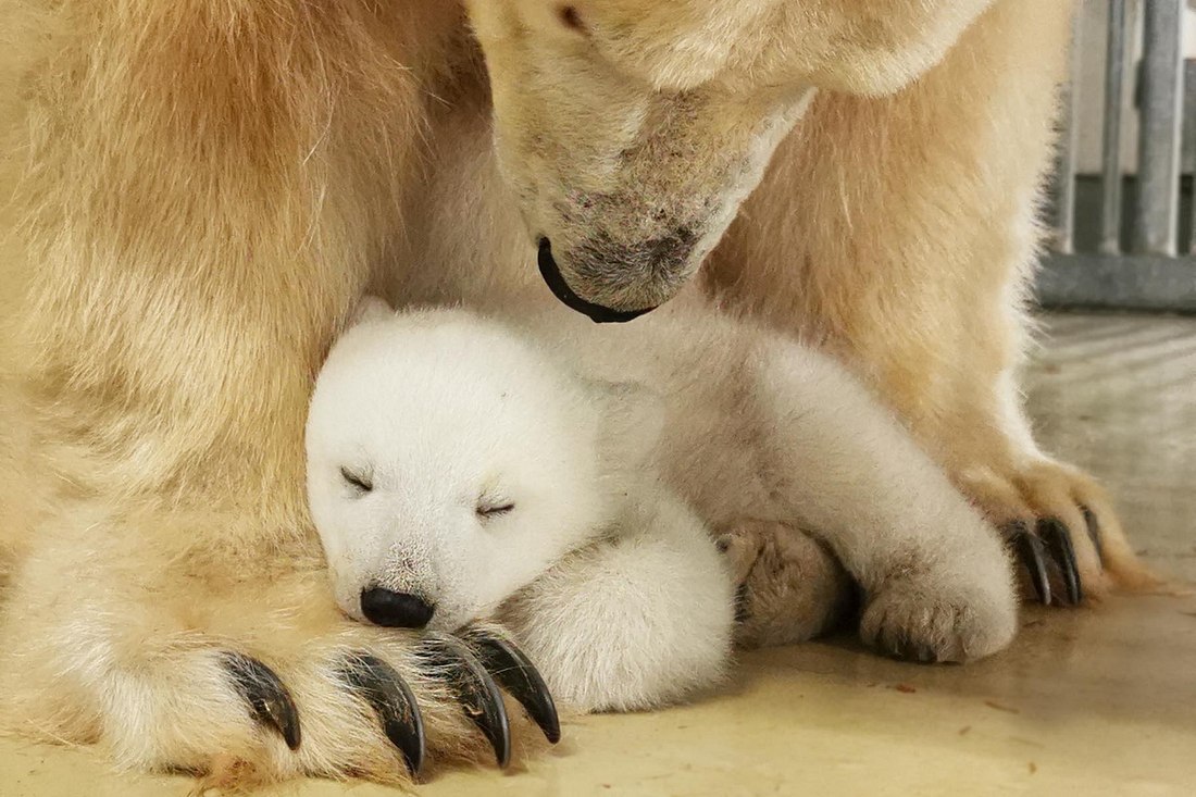 Eisbärenbaby im Tierpark Hagenbeck geboren