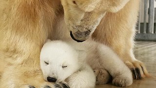 Eisbärenbaby im Tierpark Hagenbeck geboren - Foto: © Hagenbeck