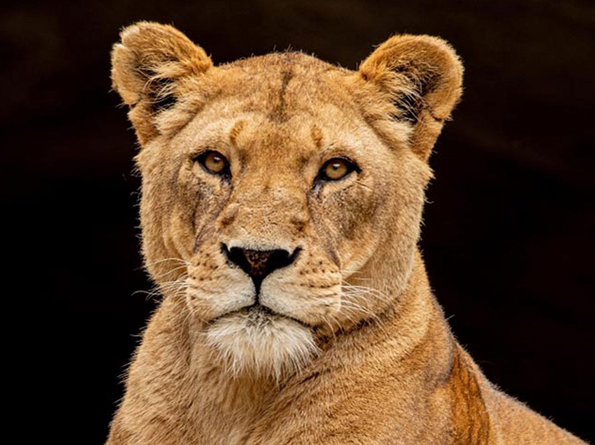 Löwin Carbora ist im Tierpark Hagenbeck plötzlich verstorben.