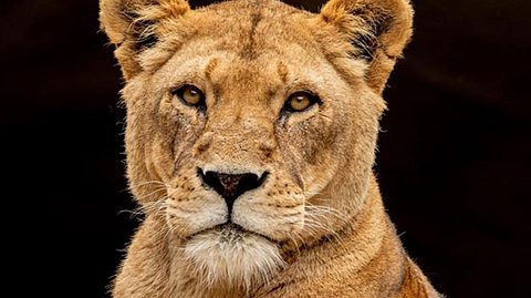 Löwin Carbora ist im Tierpark Hagenbeck plötzlich verstorben. - Foto: Hagenbecks Tierpark
