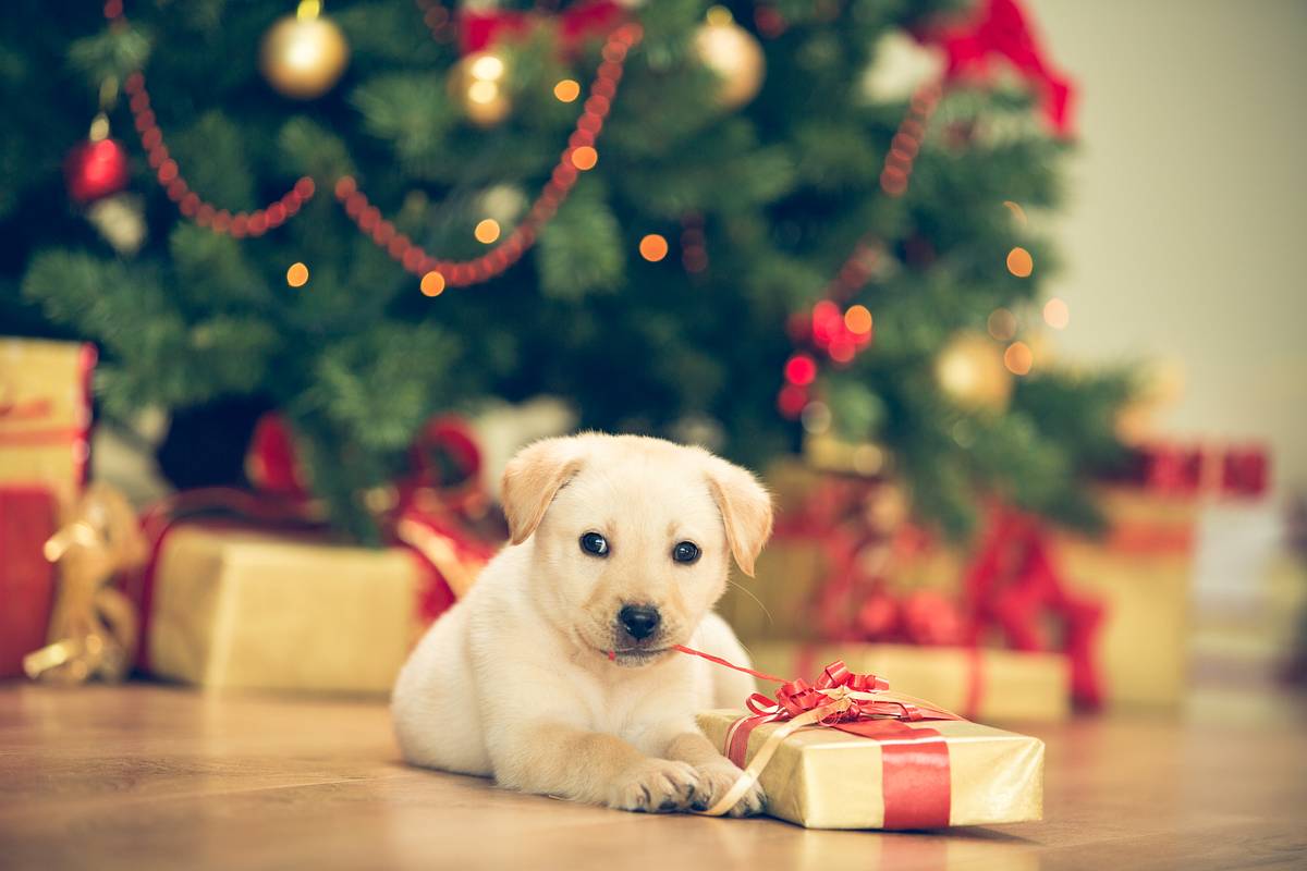 Ein Welpe sitzt neben einem Geschenk vor einem Weihnachtsbaum. 