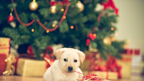 Ein Welpe sitzt neben einem Geschenk vor einem Weihnachtsbaum.  - Foto: fotostorm / iStock